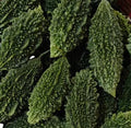BITTER GOURD