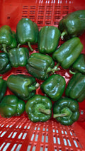 CAPSICUM GREEN