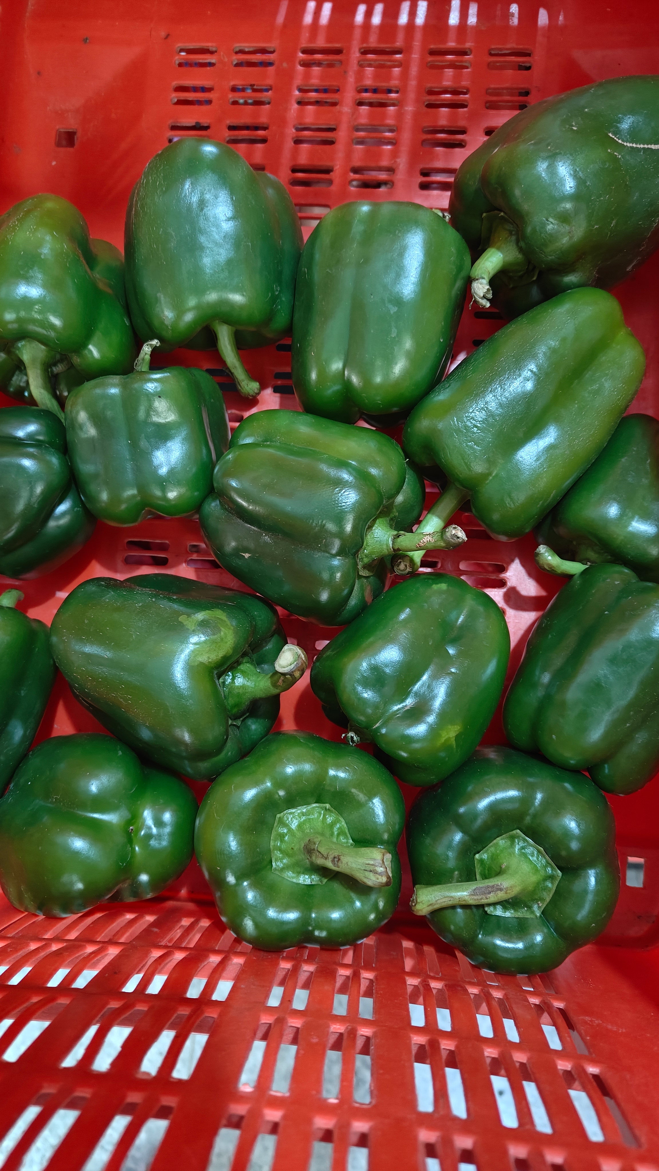CAPSICUM GREEN
