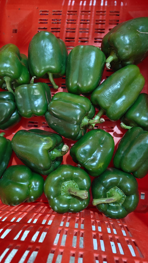 CAPSICUM GREEN