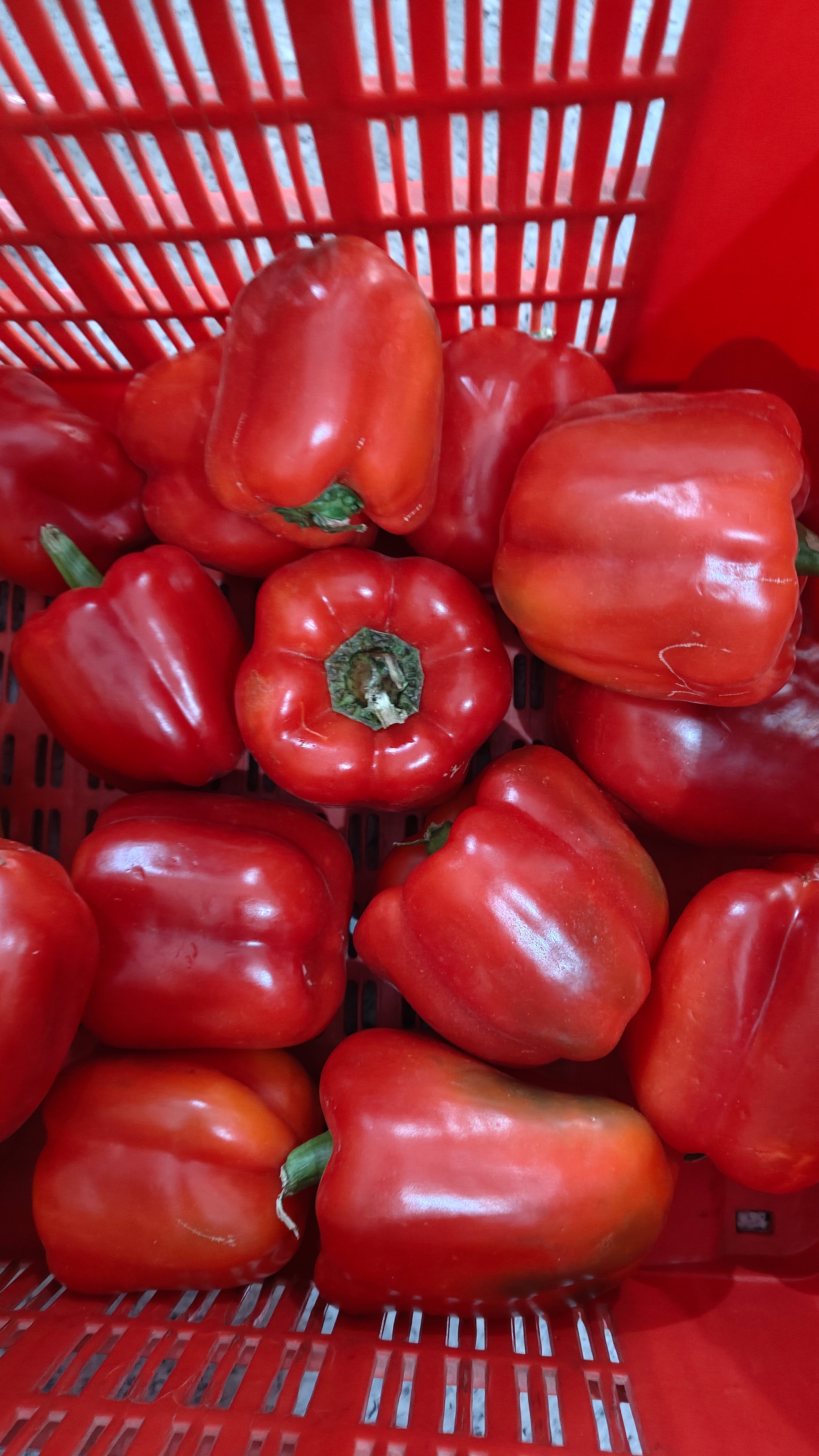 CAPSICUM RED