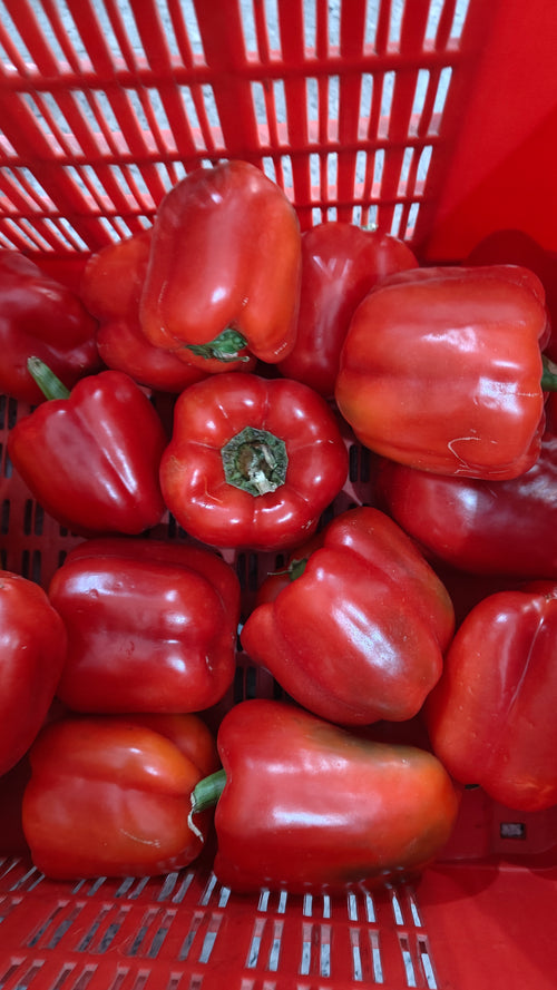 CAPSICUM RED